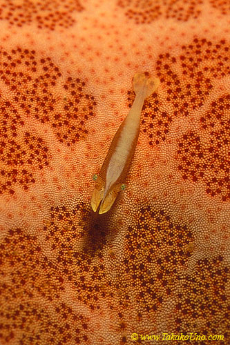 Commensal Shrimp 06 on pin cushion star