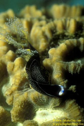 Nudibranch 08 Chelidonura inornata