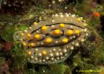 Nudibranch 12 Phyllidia elegans