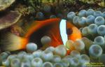Orange & Black Anemonefish 01