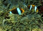 Orange Fin Anemonefish 01