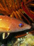 Pacific Diana Hogfish 01 Bodianus sp