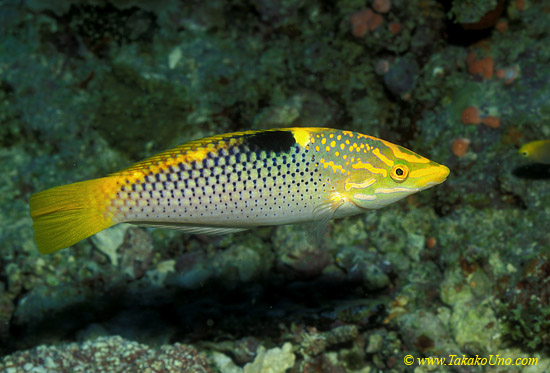 Checkerboard Wrasse 01