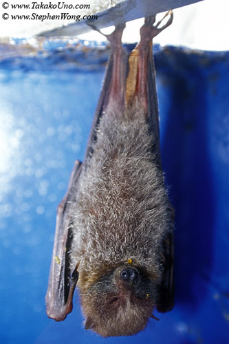 z Baby Fruit Bat on our dive boat 01