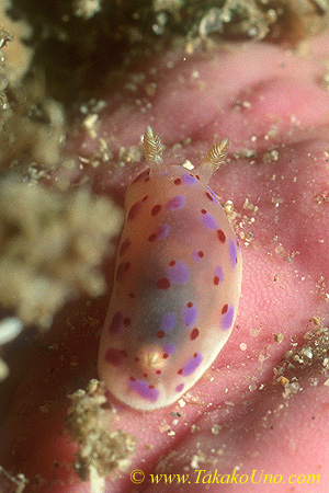 Chromodoris thompsoni or sp 01 8mm jb