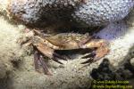 054 Swimmer Crab 03