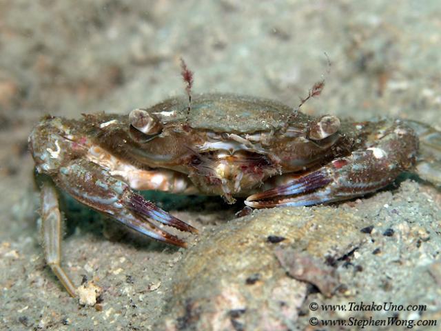 017 Swimmer Crab 01