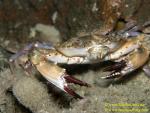 046 Swimmer Crab 02