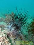 005 Long Spined Sea Urchin 01