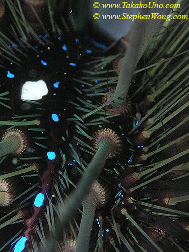015 Sea Urchin details