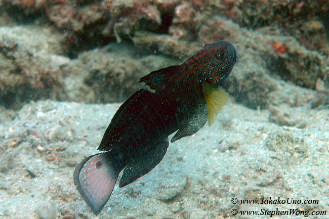 004 White Barred Goby
