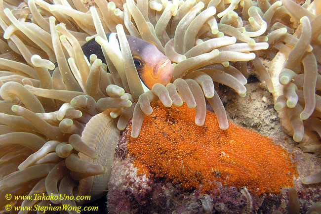 048 Clarki Anemonefish with Eggs 03