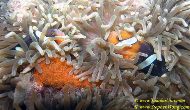 049 Clarki Anemonefish with Eggs 04