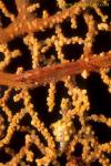 071904 Many Hosts Goby & Yellow Bargibanti Pygmy Seahorse on gorgonian fan