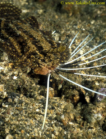 Cockatoo Flounder threat display