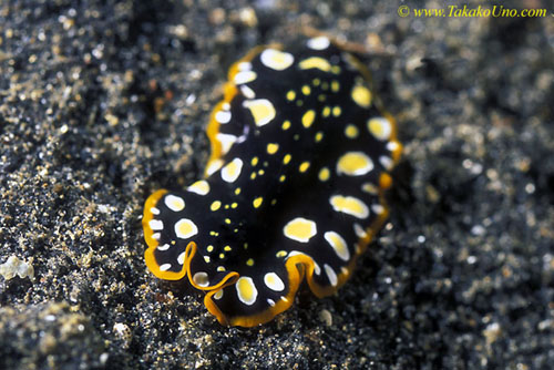 Pseudoceros scintillatus (Flatworm)