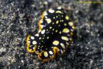 Pseudoceros scintillatus (Flatworm)