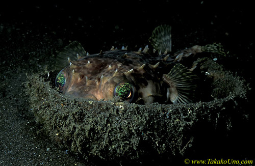 071904 Porcupine Pufferfish on coconut 02