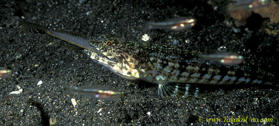 071904 Lizard Fish eating a Sand Diver