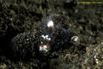 071904 Bobtail Squids mating, white eggs also
