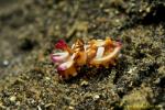 Flamboyant Cuttlefish baby just hatched