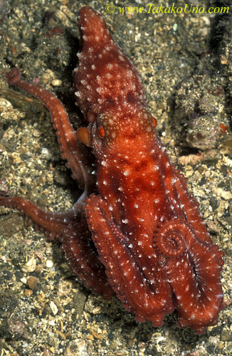 071904 Red Octopus 01 luteus