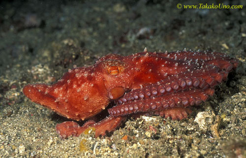 071904 Red Octopus 02 luteus
