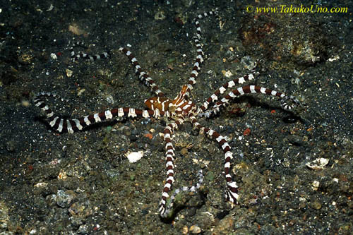 Wunderpus, mimicking Sand Anemone