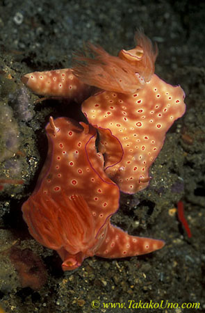 071904 Short-tailed Ceratosoma Nudibranch 01 mating