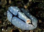 071904 Shireen's Phyllidiopsis Nudibranch