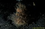 071904 Hairy Striated Frogfish 01