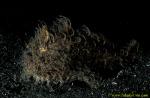 071904 Hairy Striated Frogfish 02
