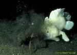 071904 Hispid (Shaggy) Frogfish 01 trying to eat Carpet Sole, but missed