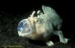 071904 Hispid (Shaggy) Frogfish 02 spits & yawns, after missed Sole