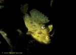 071904 Twin Spot Frogfish 02 6.5cm female