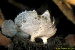 071904 Twin Spot Frogfish 03 8cm