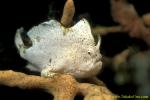 071904 Twin Spot Frogfish 05 8cm
