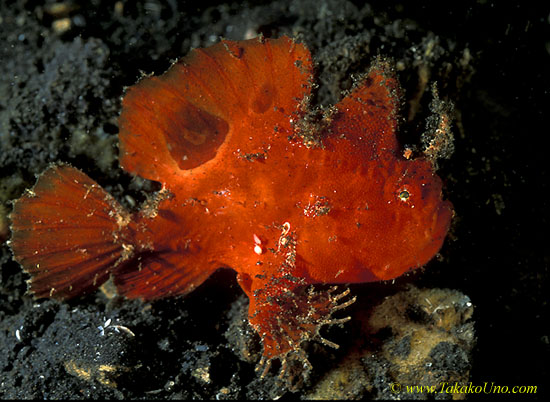 071904 Twin Spot Frogfish 01 7cm male