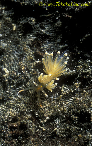 071904 Unidentified Cuthona Nudibranch, 5mm