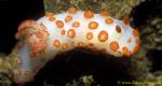 Red-Papulose Gymnodoris Nudibranch