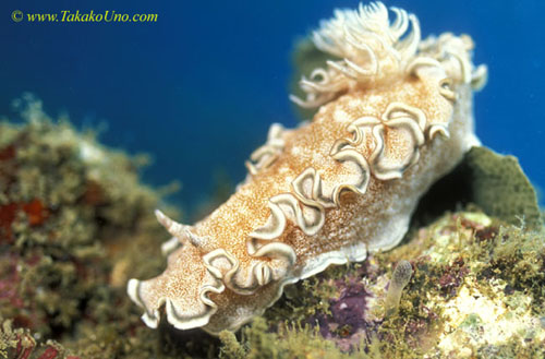 071904 Unidentified Glossodoris (twin gills) 01