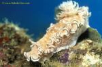 071904 Unidentified Glossodoris (twin gills) 01