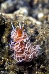 Unidentified Nudibranch 01a
