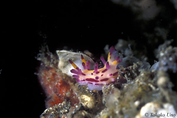 Shaggy Aegires, Aegires villosus 03 8mm