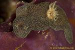 Glossodoris (Doriprismatica) stellata 05tc 0004 md