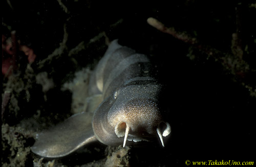 071904 Grey Bamboo Shark 01