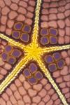 Pin Cushion Starfish 01