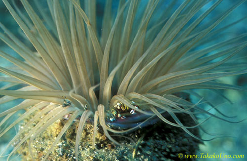 071904 Harlequin Crab juvenile 01, L.laevis, on Tube Anemone