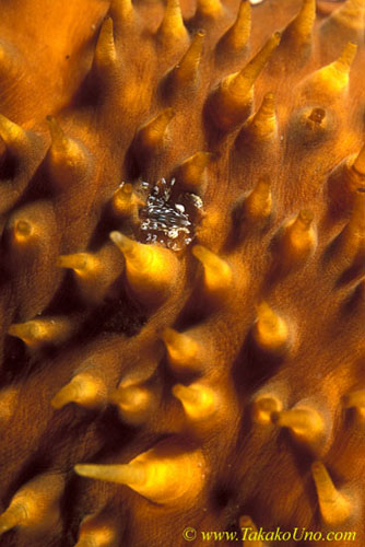 071904 Harlequin Crab juvenile 02, L.orbicularis, on sea cucumber