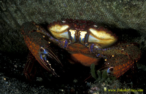 071904 Swimmer Crab 01 with eggs